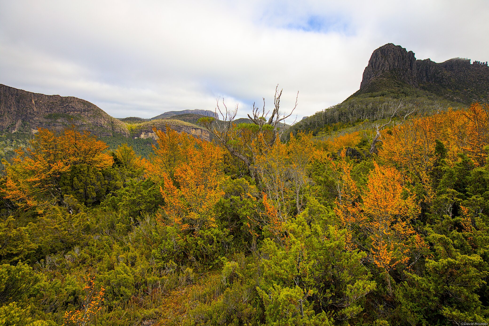 Nothofagus and The Acropolis