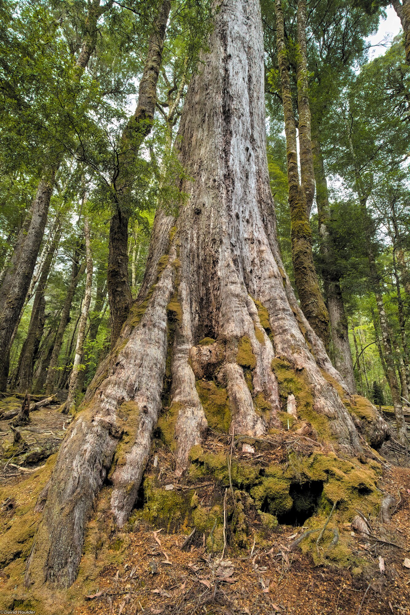 Nothofagus cunninghamii