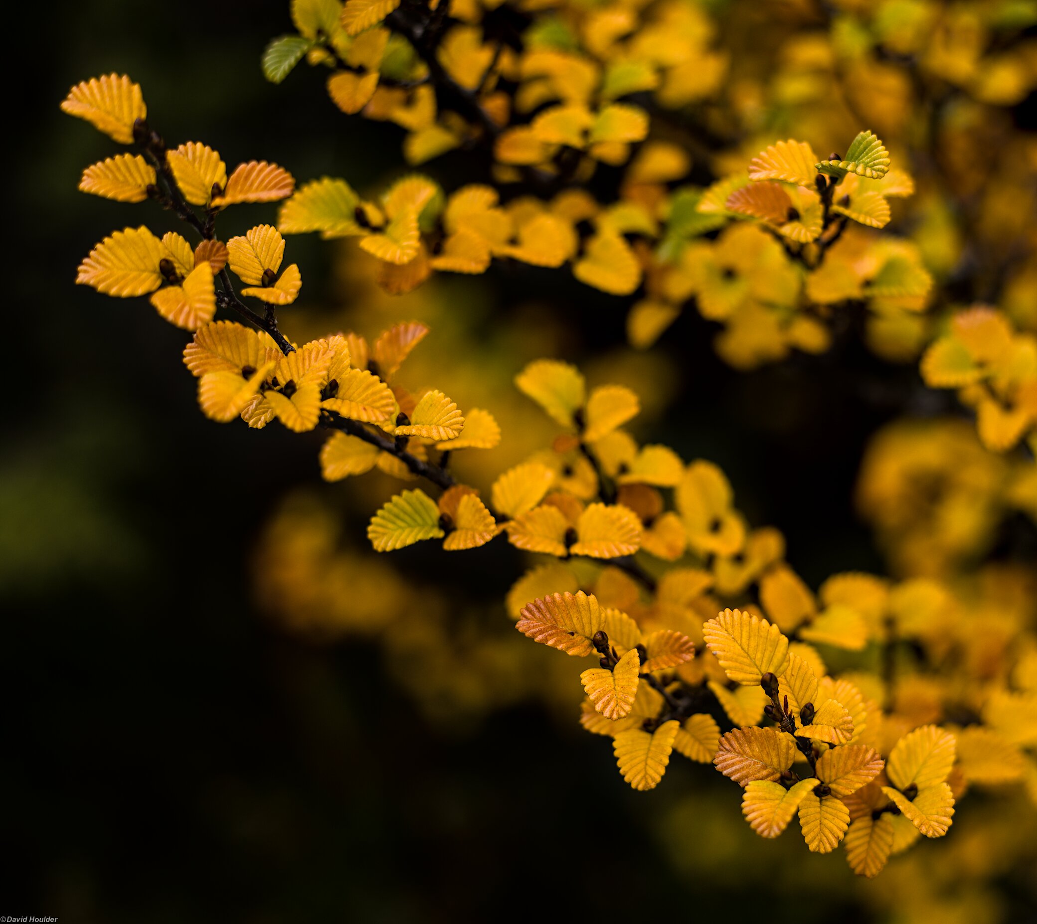 Nothofagus gunnii