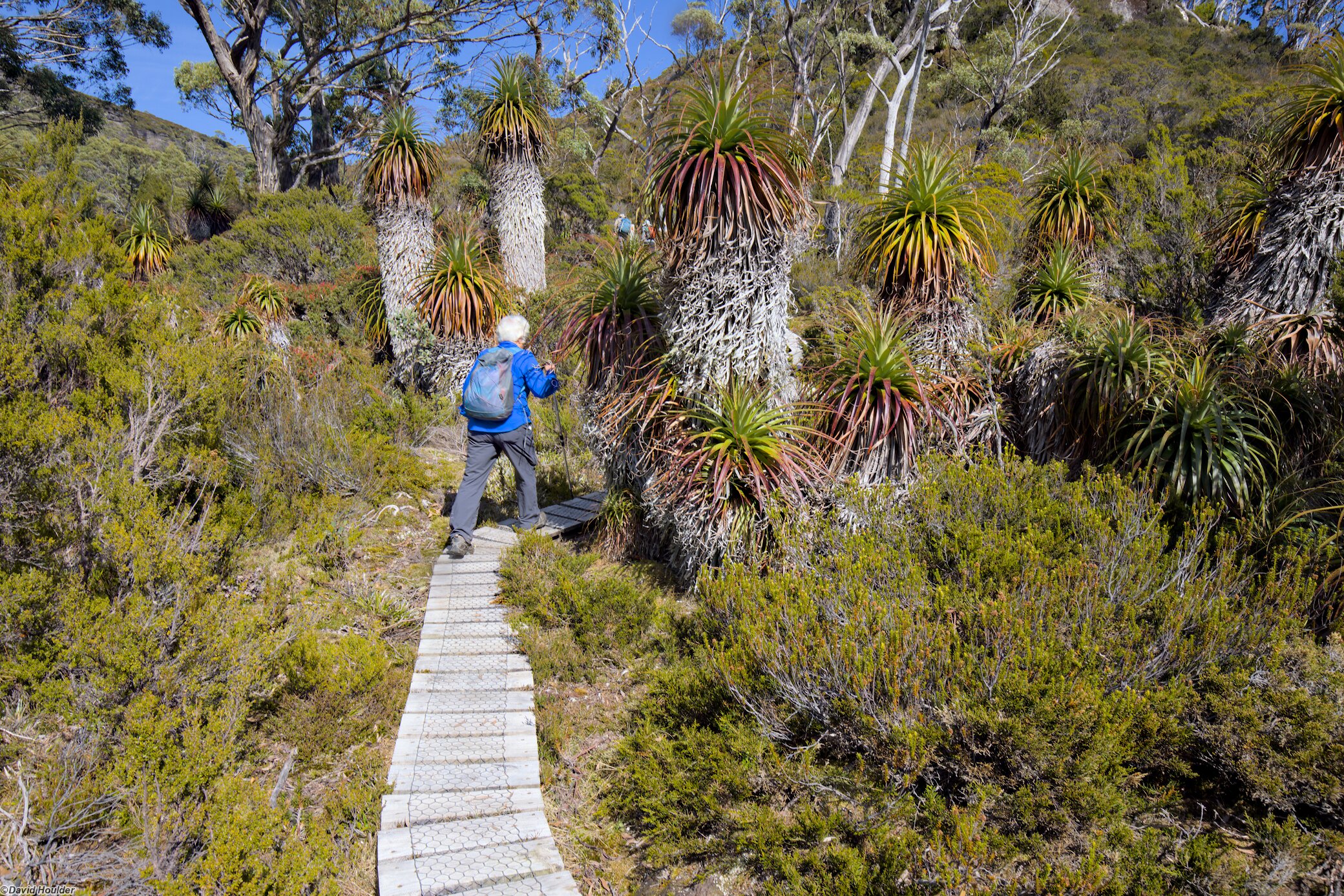 Pandanis on the Mount Rufus loop