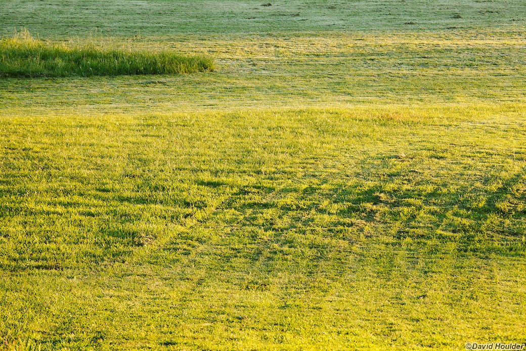Patterns in the grass