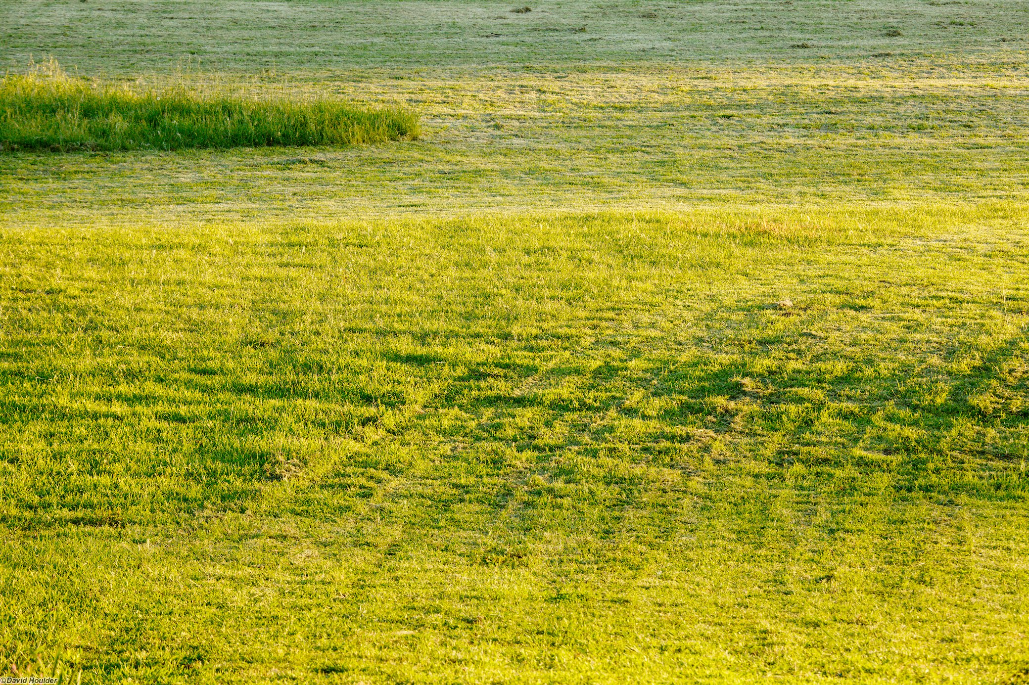 Patterns in the grass