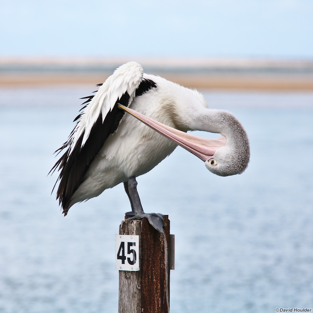 Pelican 45