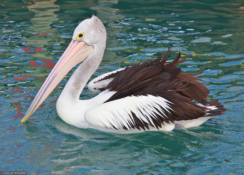Pelican 45 #3