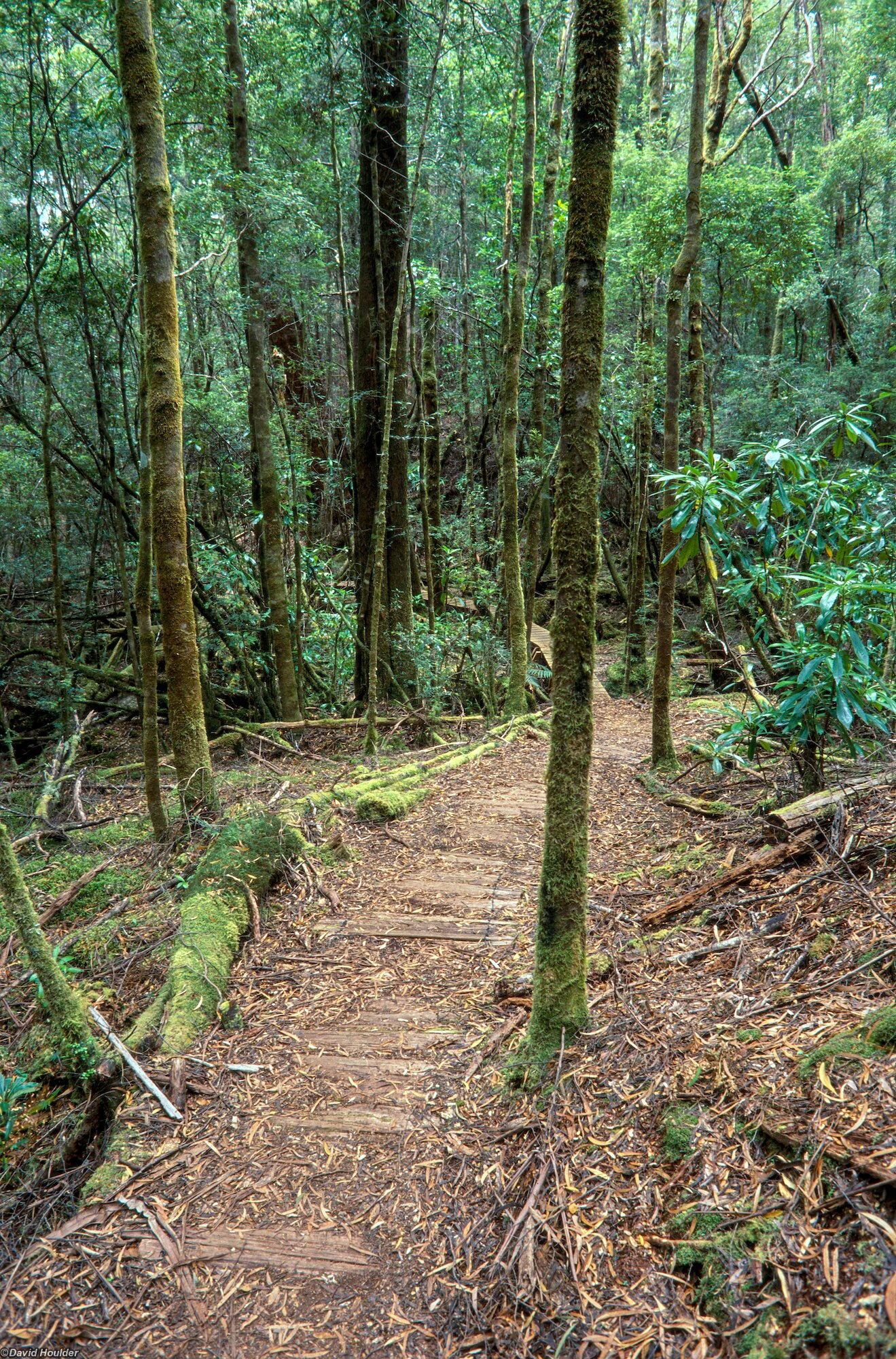 Port Davey Track