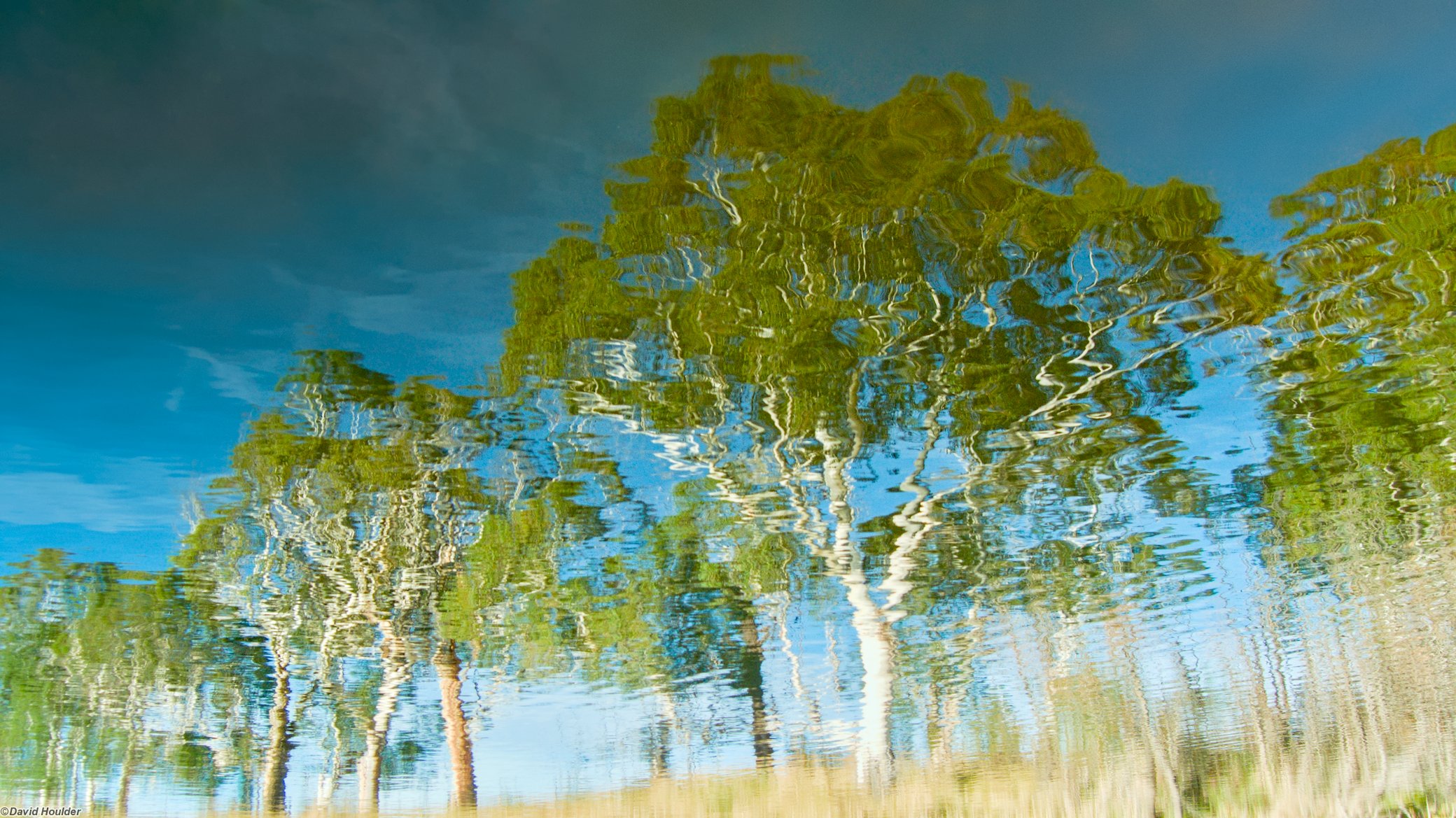 Reflected Trees