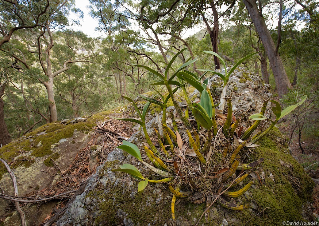 Rock orchid