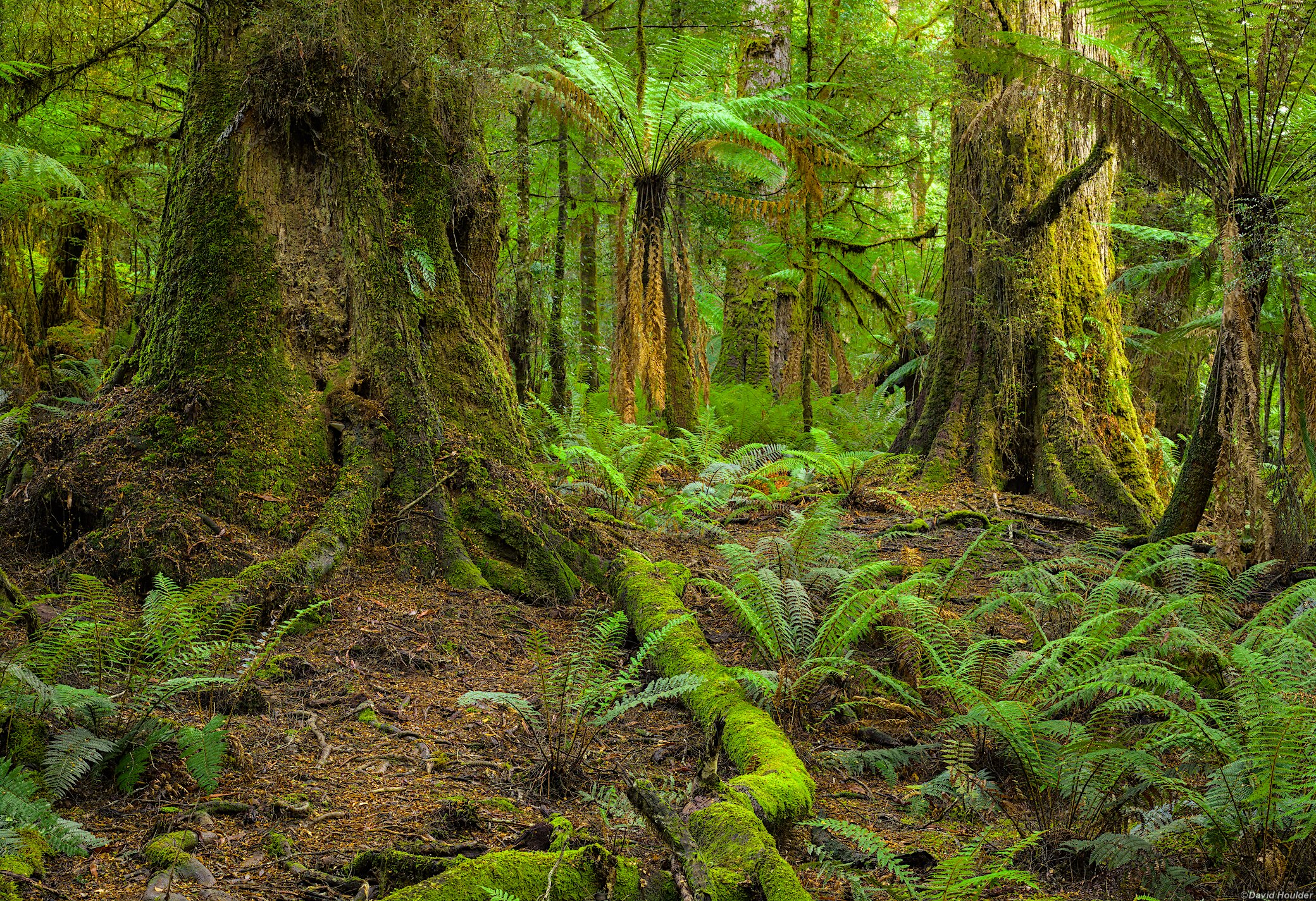 Temperate rainforest with ferns and two large trees