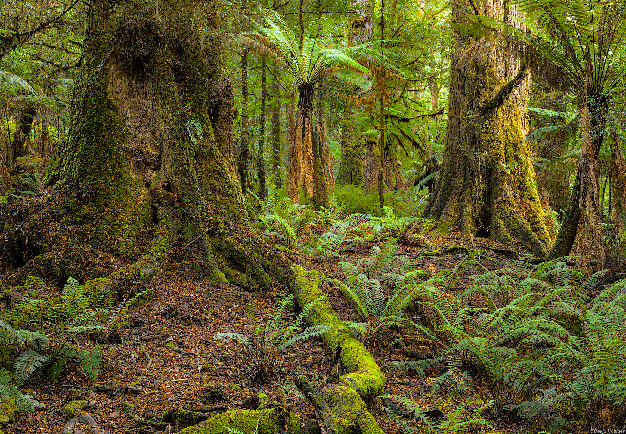 Temperate rainforest with ferns and two large trees