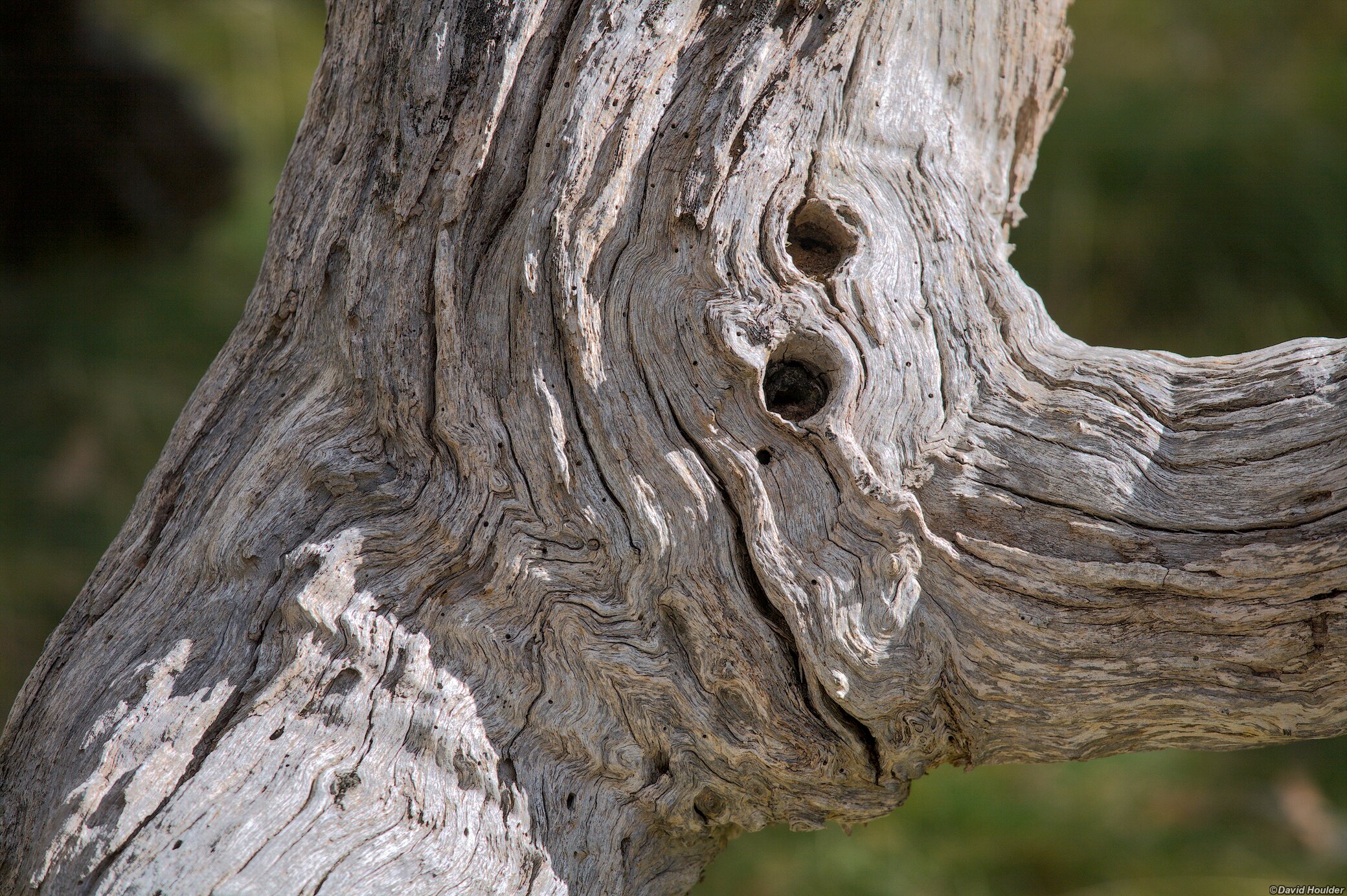 Smiling branch