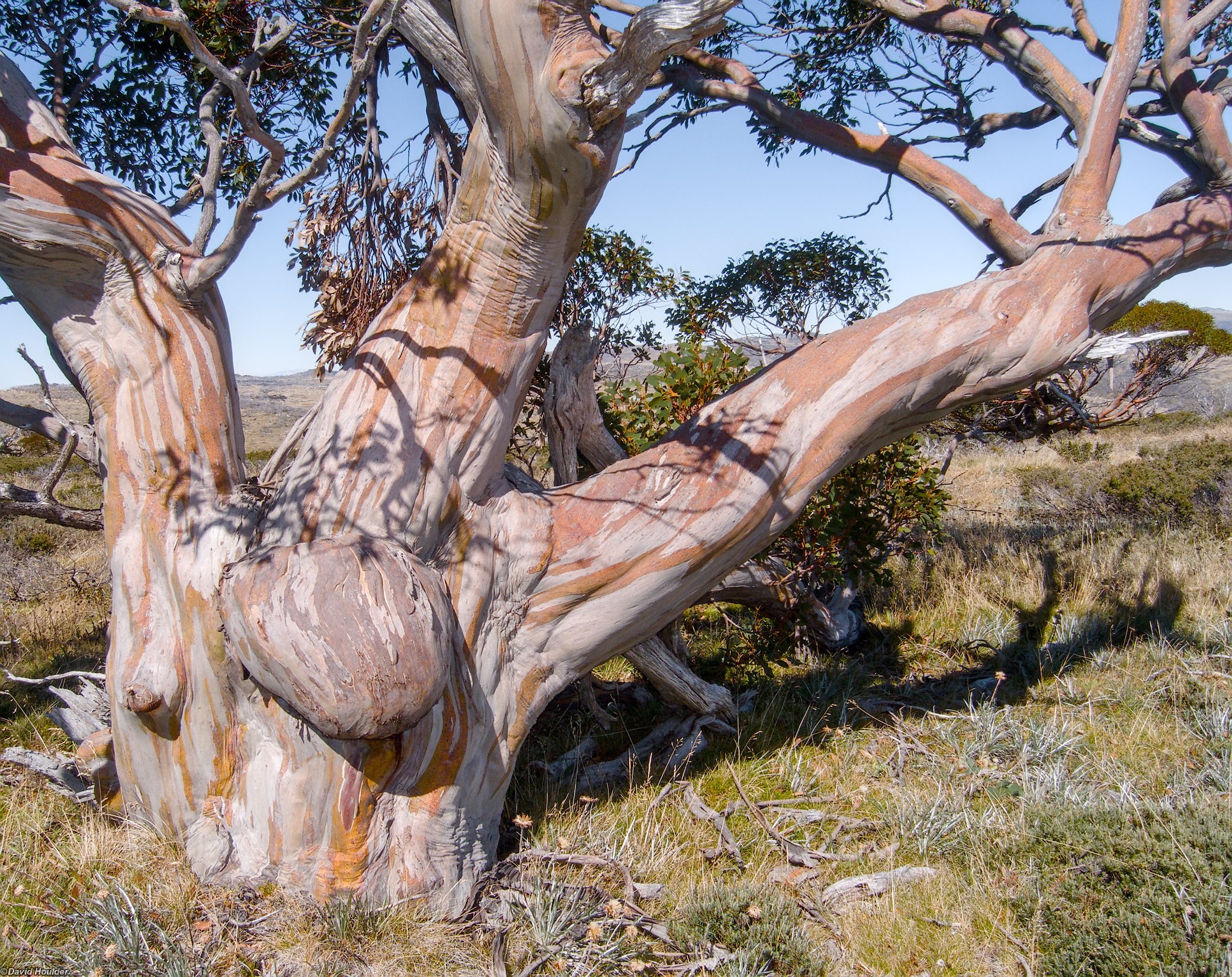 Snowgum 2