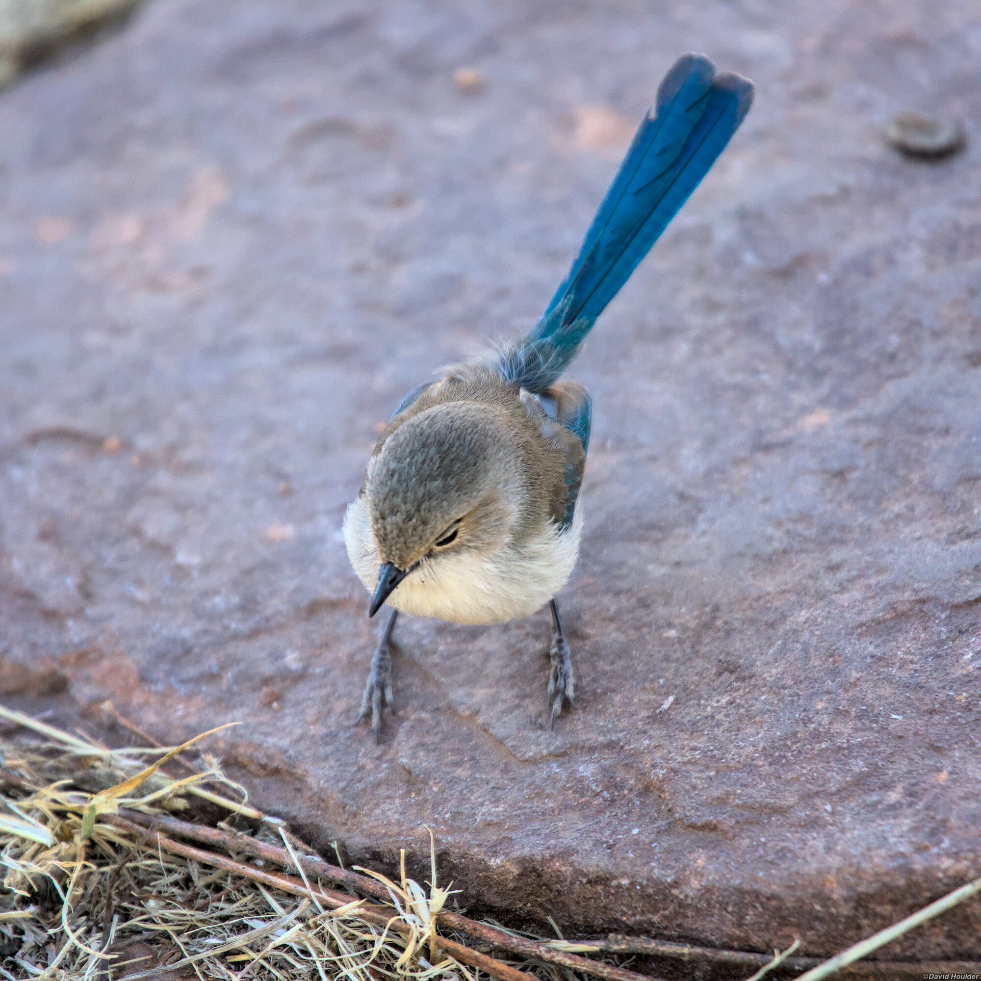 Splendid Fairywren