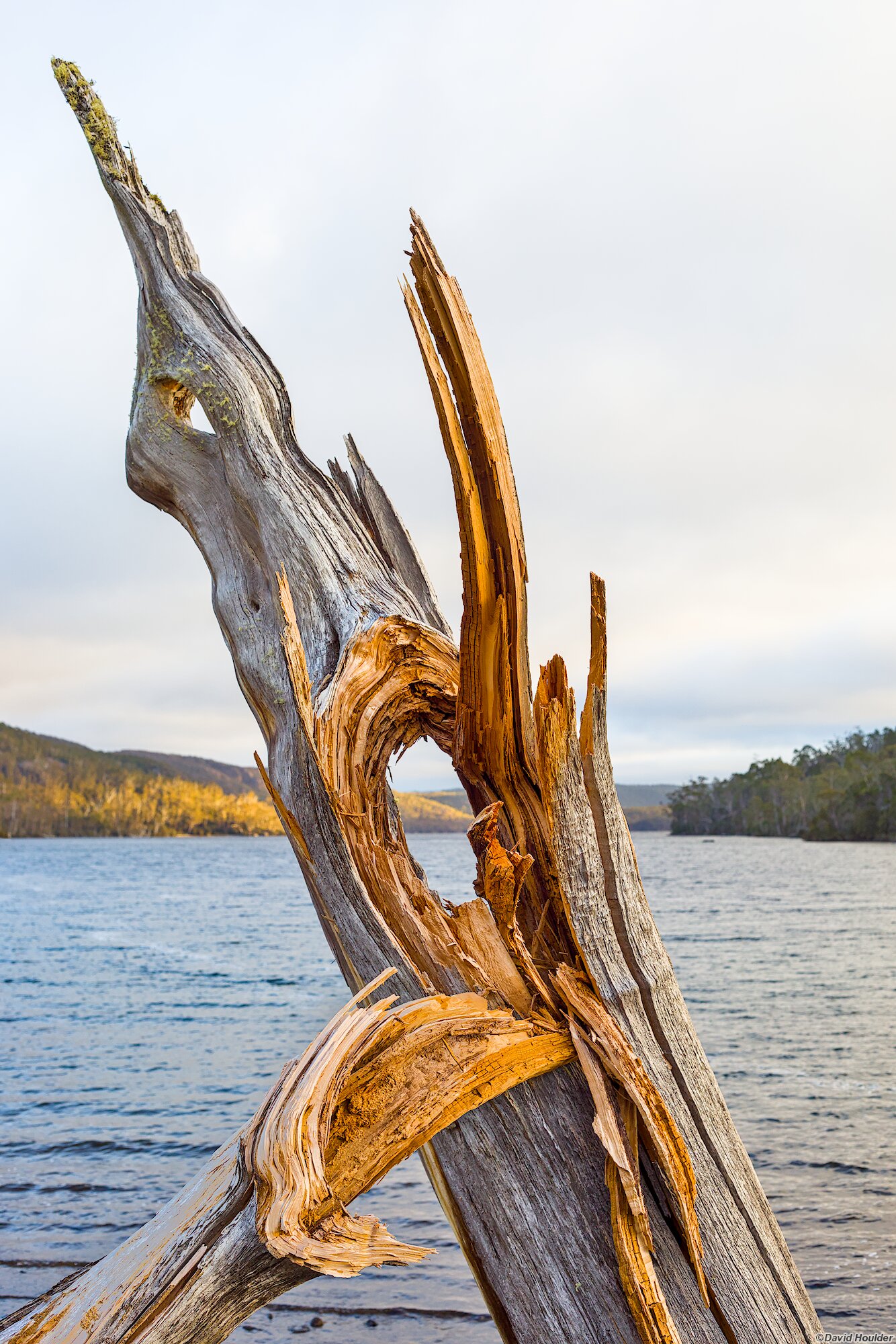 Splintered tree