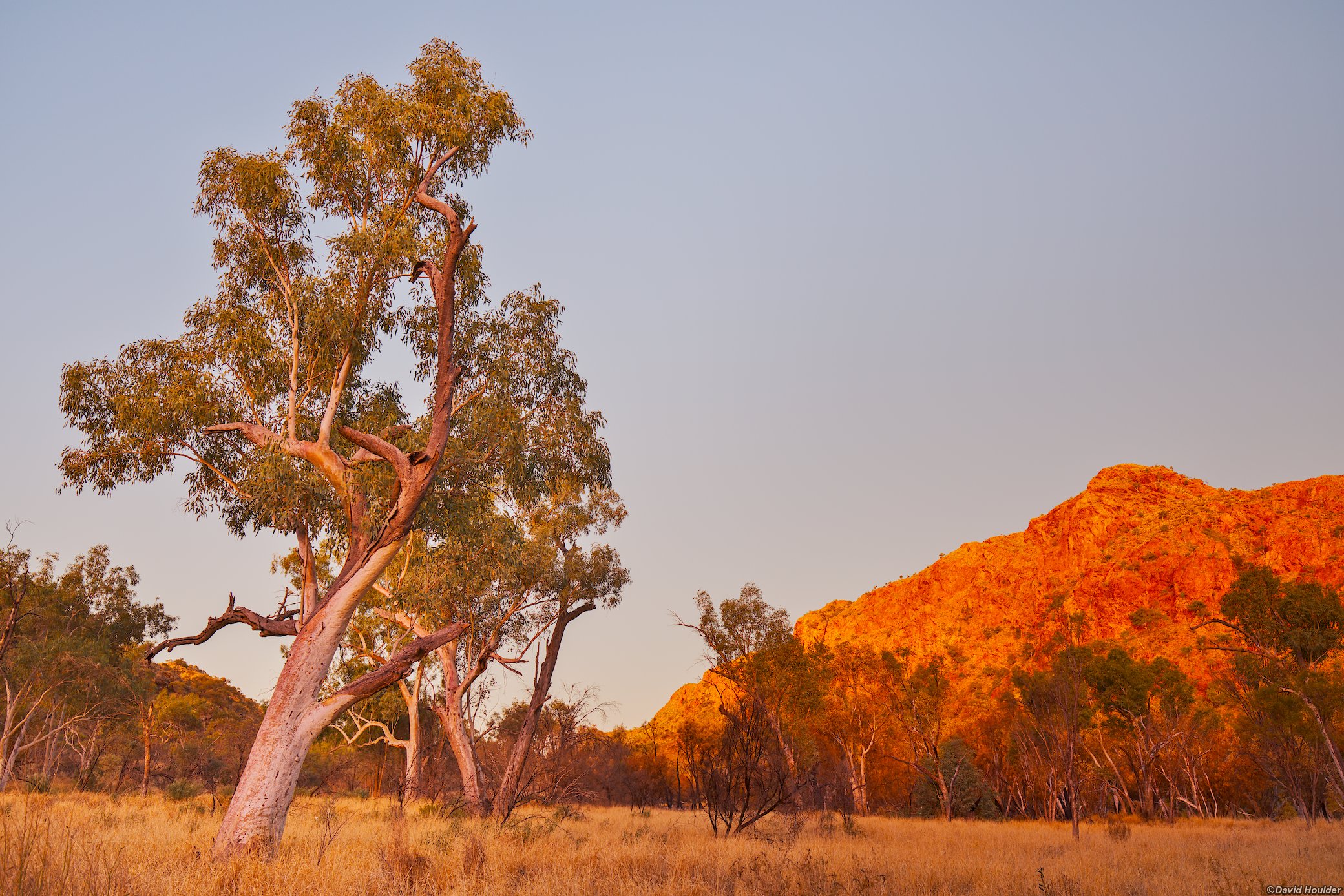 A large eucalyptus tree and grassland with a rocky hill in the background