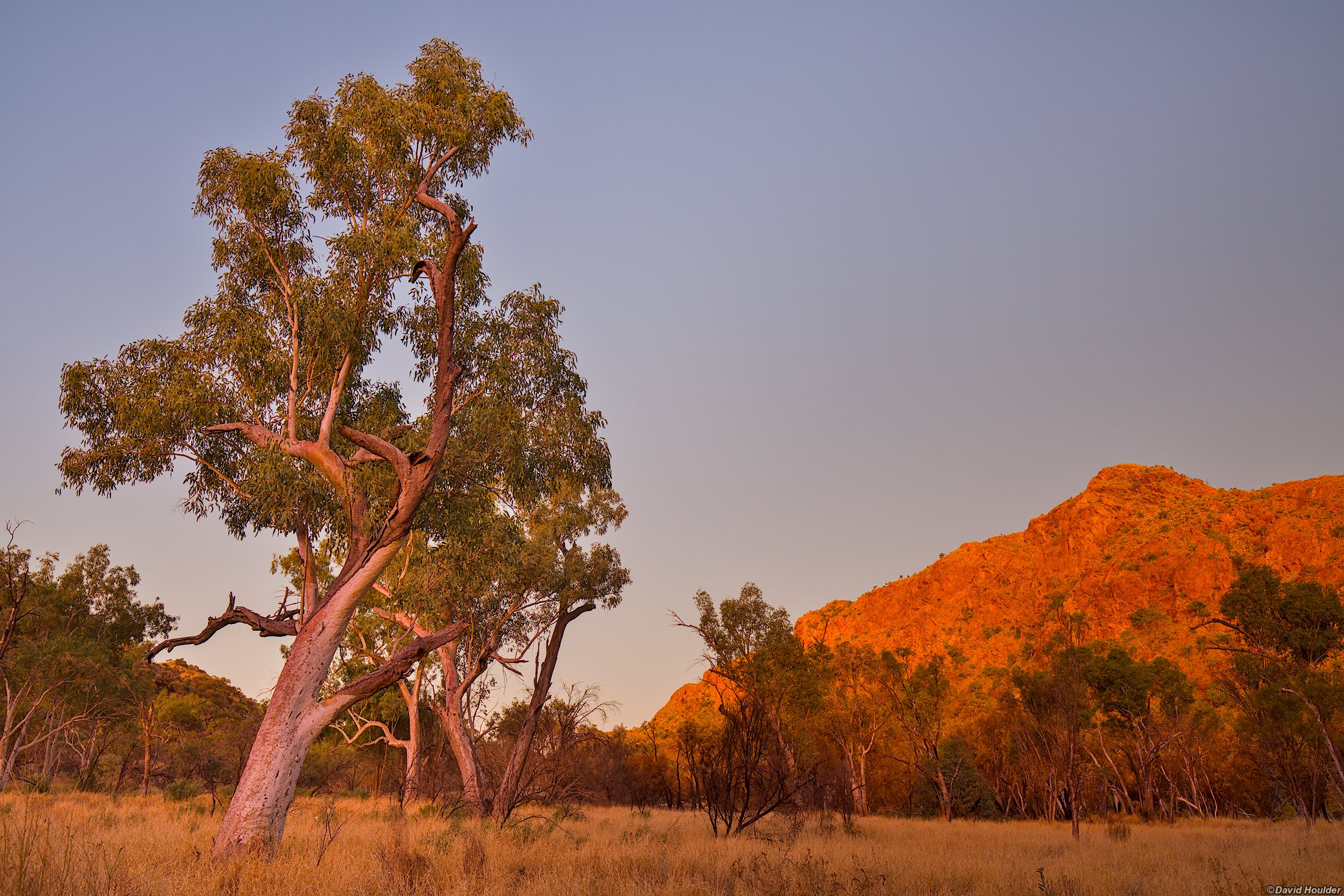 A large eucalyptus tree and grassland with a rocky hill in the background