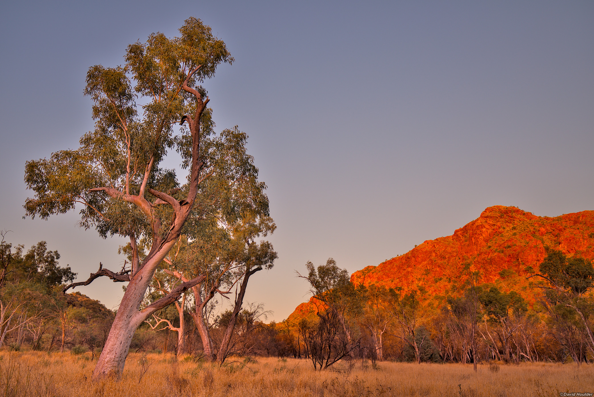 A large eucalyptus tree and grassland with a rocky hill in the background