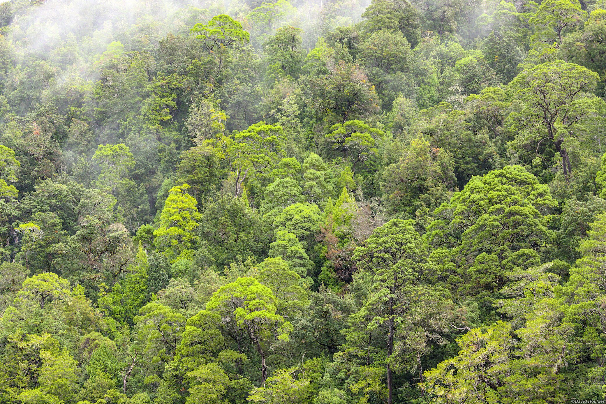 Rainforest on river bank