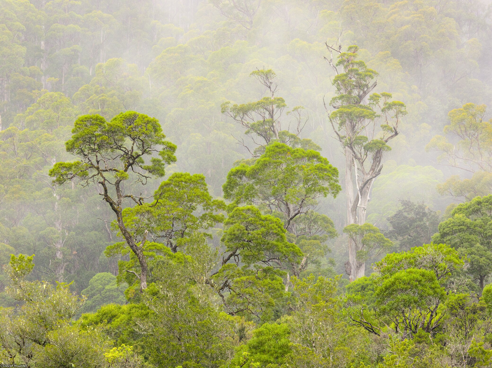 Rainforest on river bank