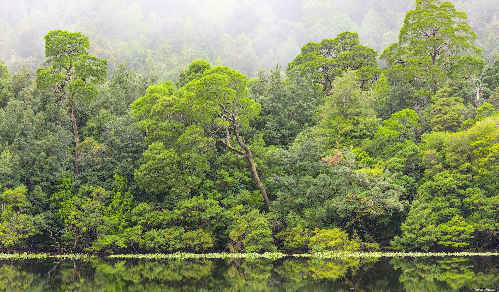 Rainforest on river bank