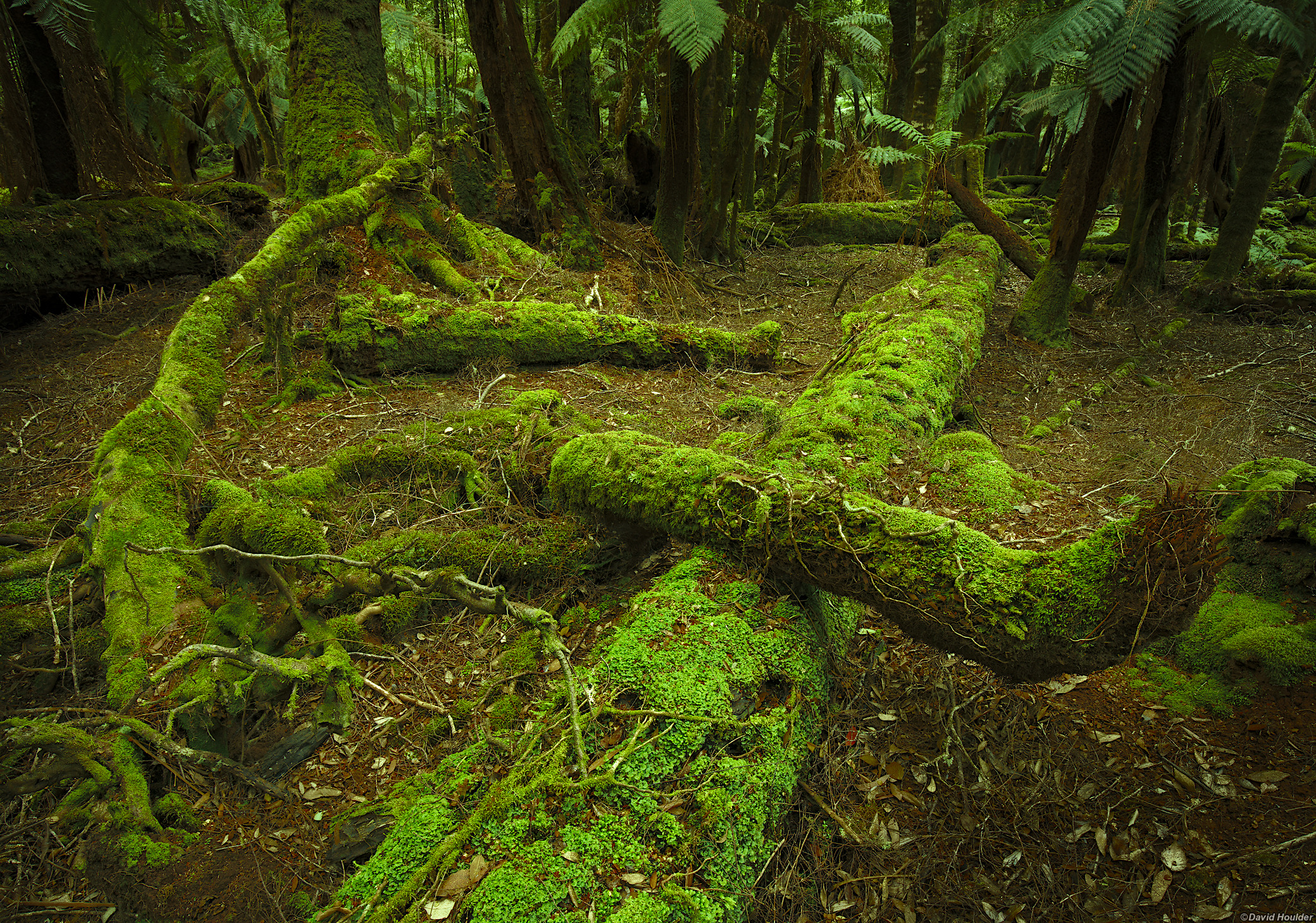 Moss-covered fallen timber in a temperate rainforest with tree ferns in the background