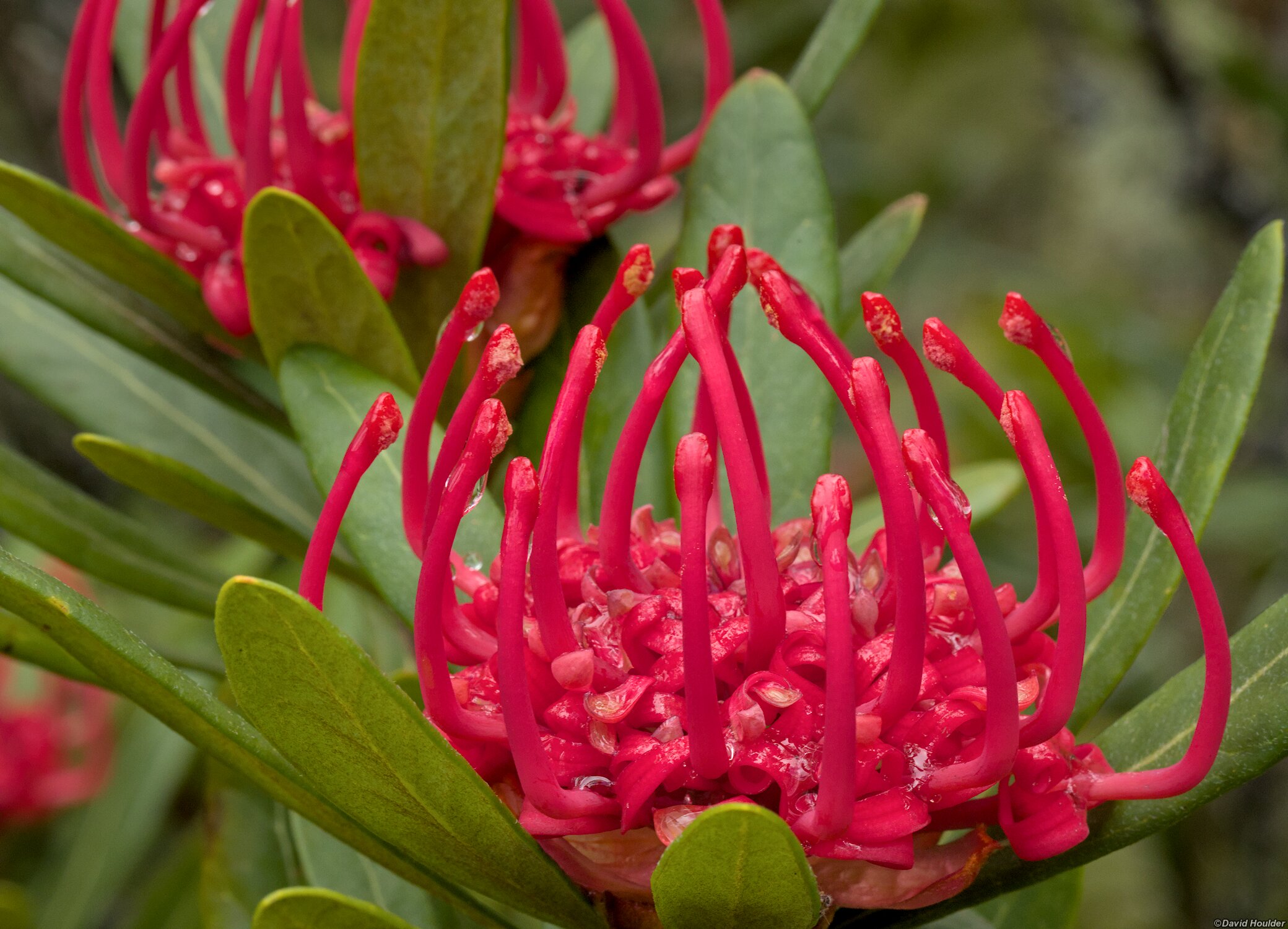 Telopea truncata