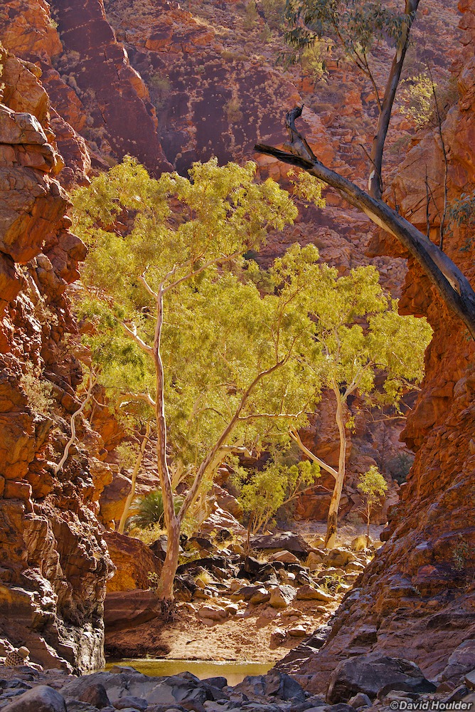 Trees in Serpentine Gorge