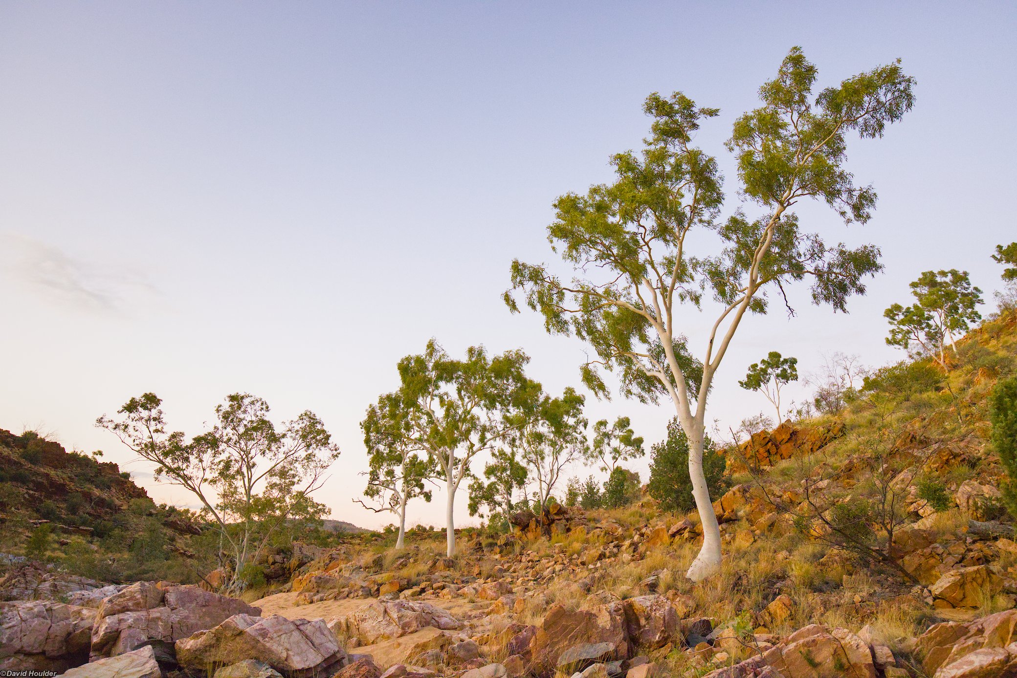 Trees at Bowmans Gap