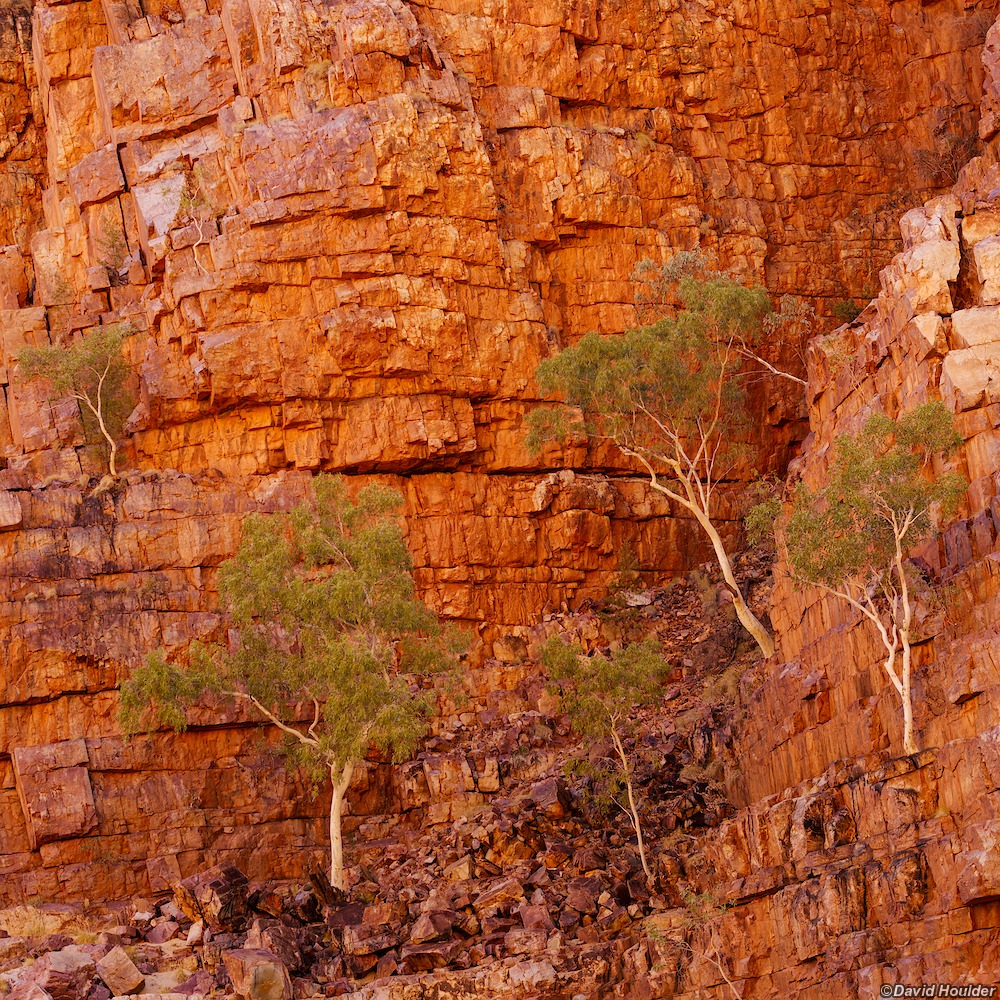 Trees in Ormiston Gorge