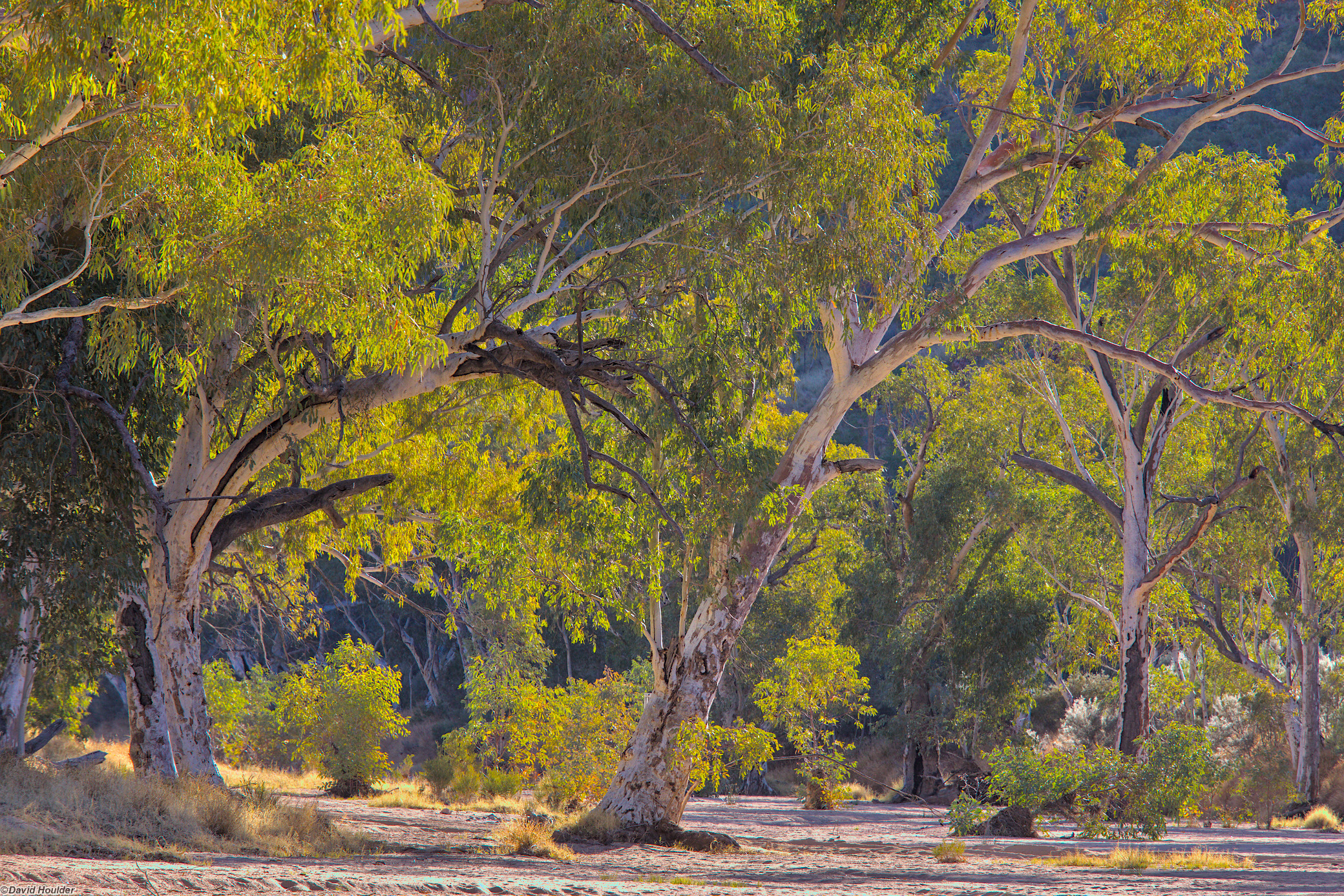 River Redgums in Trephina Gorge