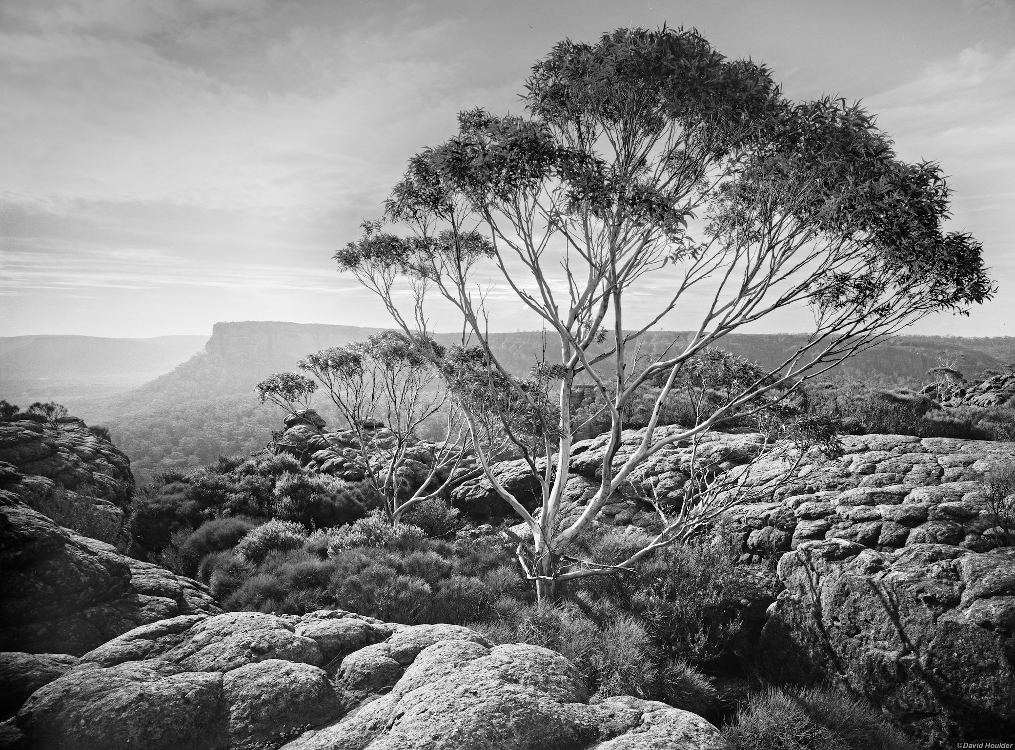 Two small eucalypt trees in a rocky landscape with a distant escarpment on the horizon.