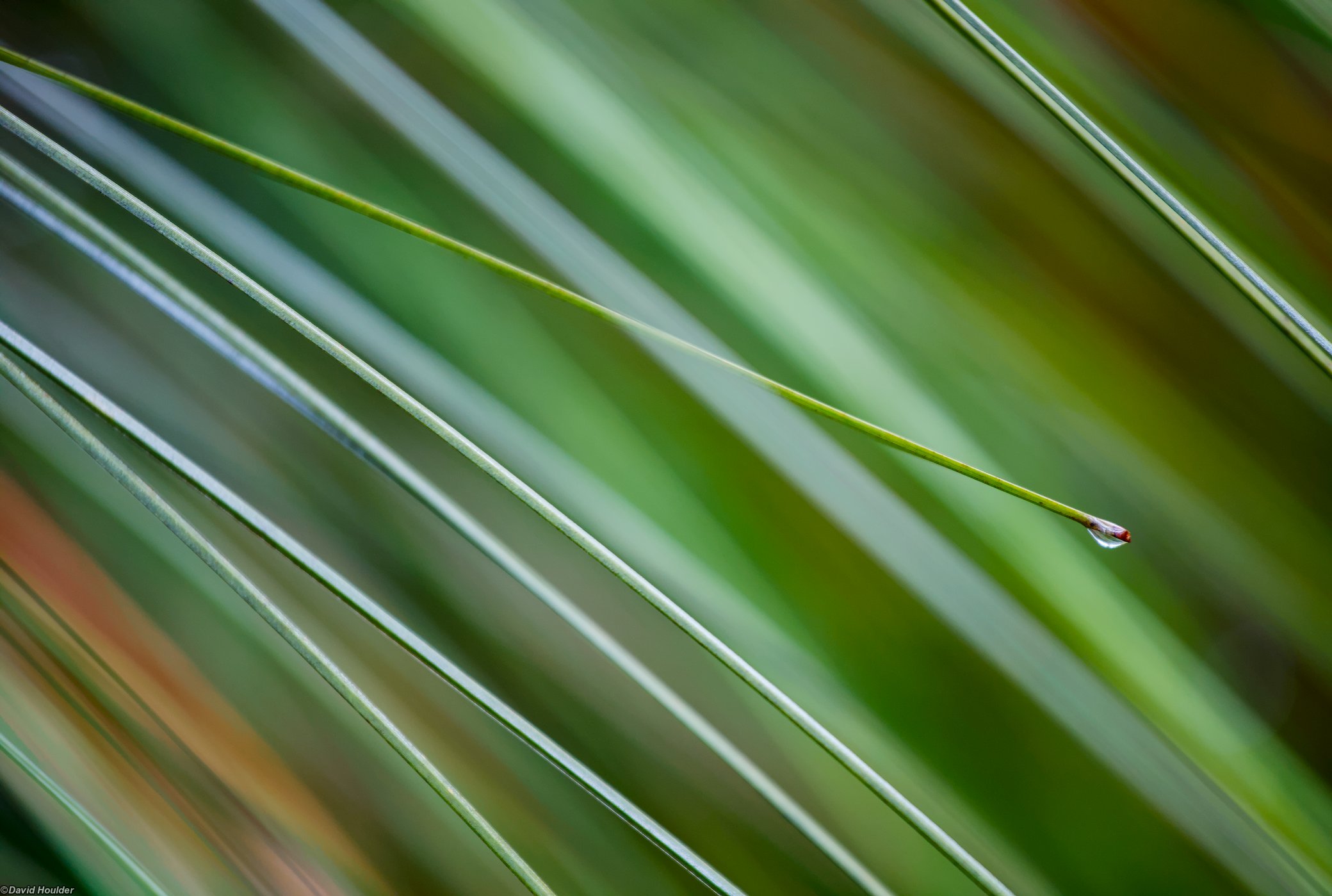 Water drop on Xanthorrhoea