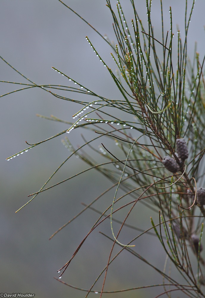 Water drops on Casuarina in Monolith Valley