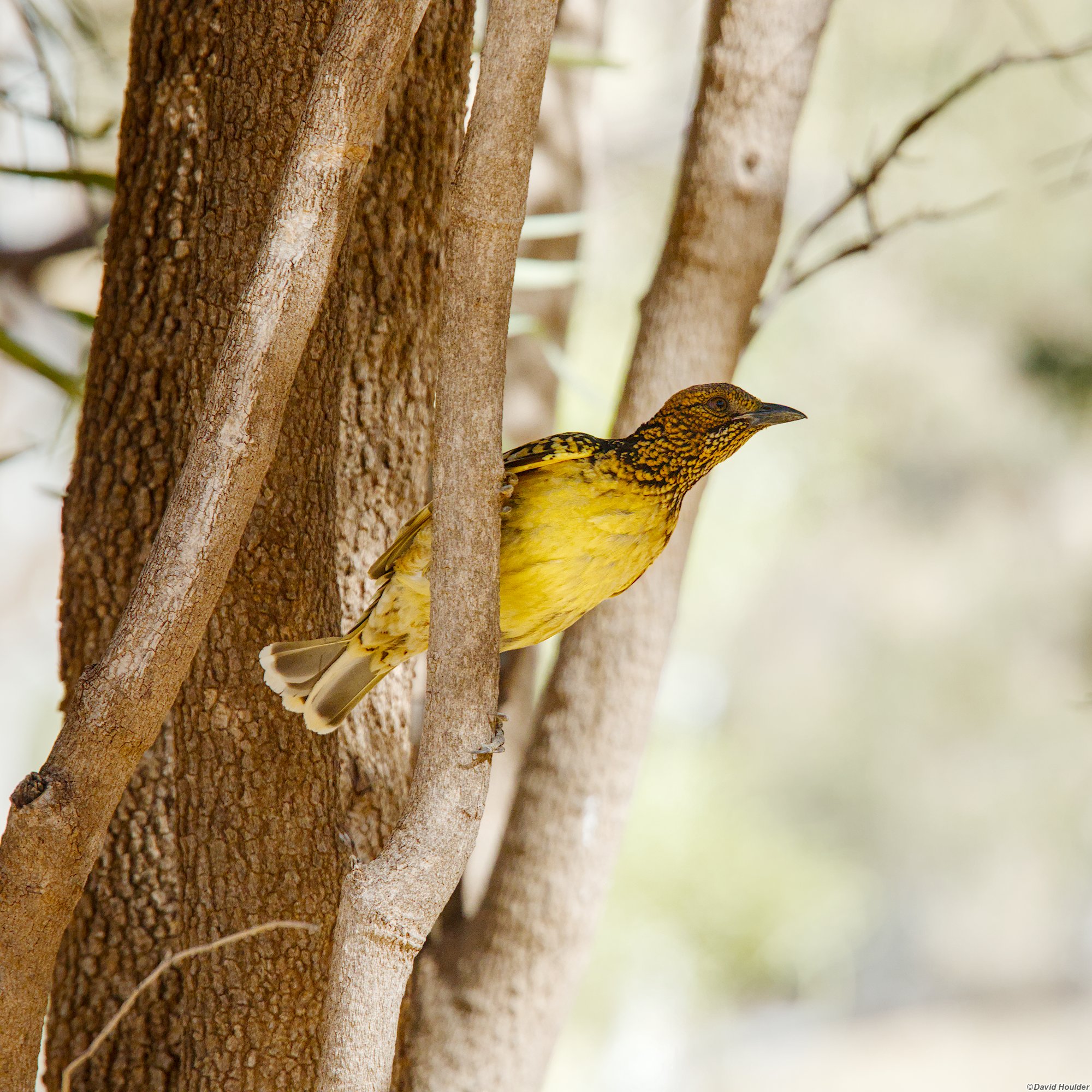 Western Bowerbird
