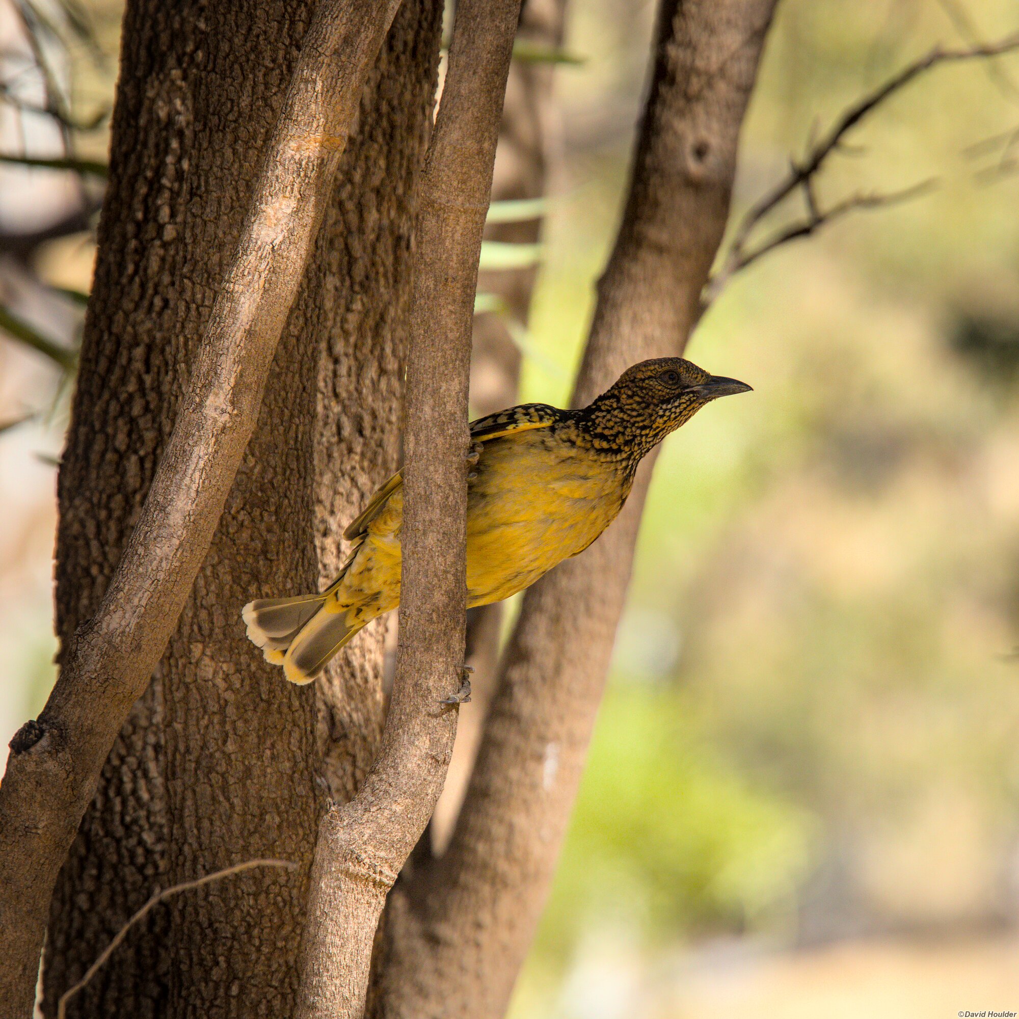 Western Bowerbird