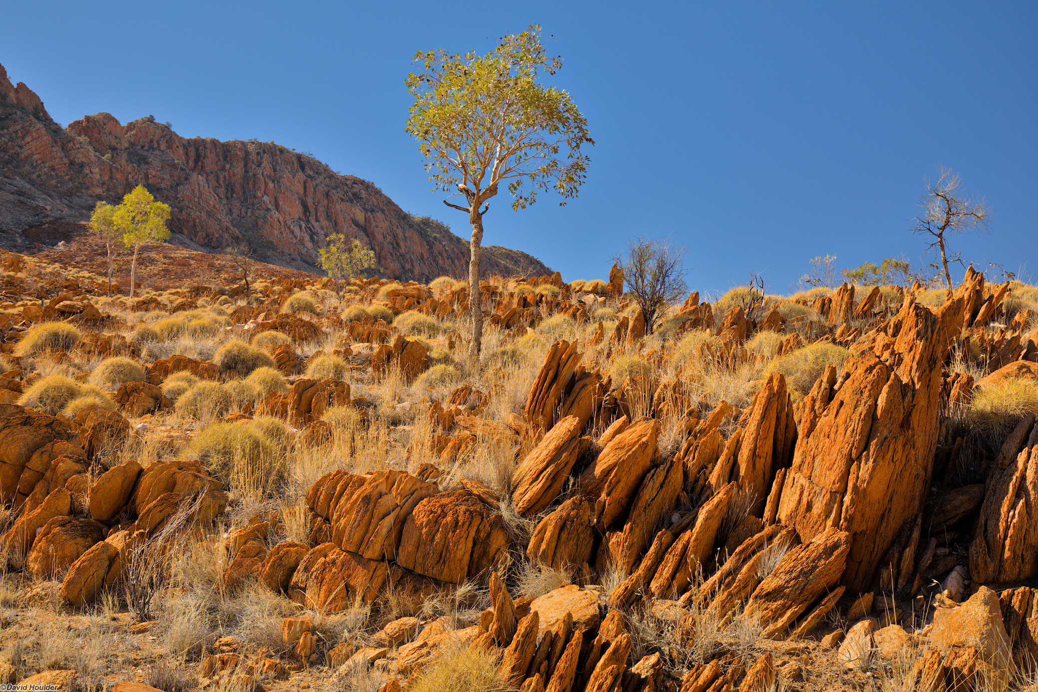 Rocky, arid slope with small tress and a cliff in the background