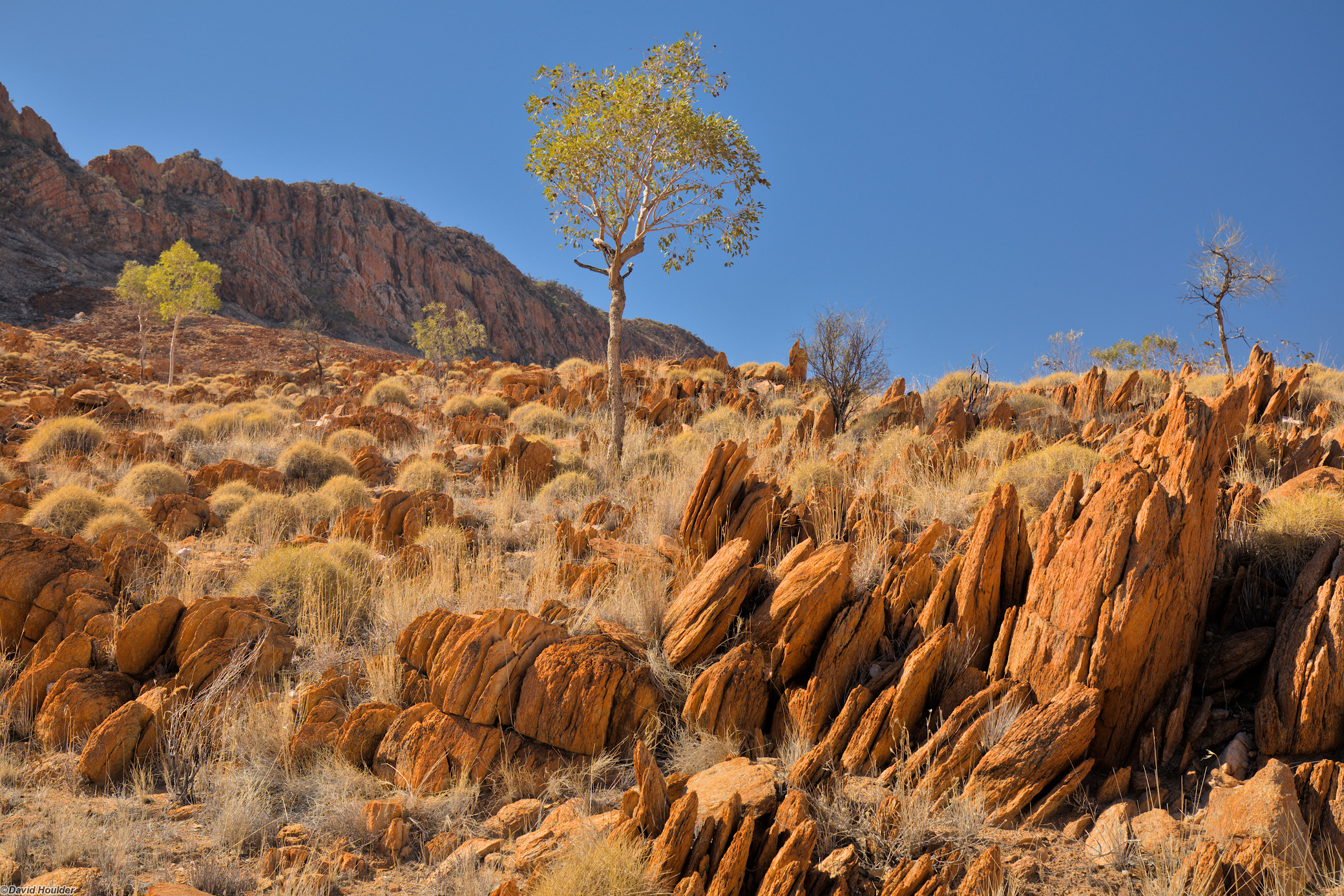 Rocky, arid slope with small tress and a cliff in the background