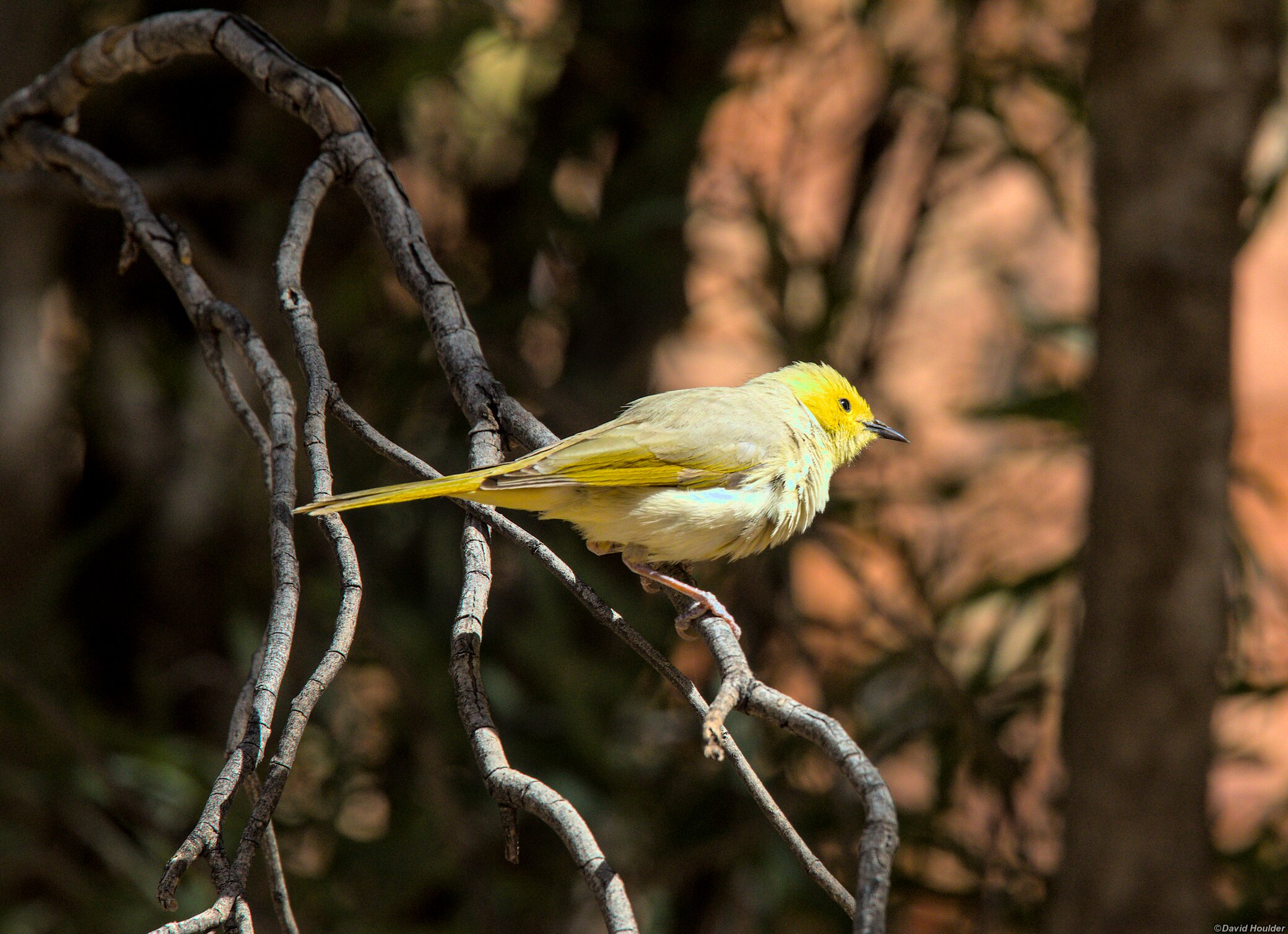 White-plumed Honeyeater