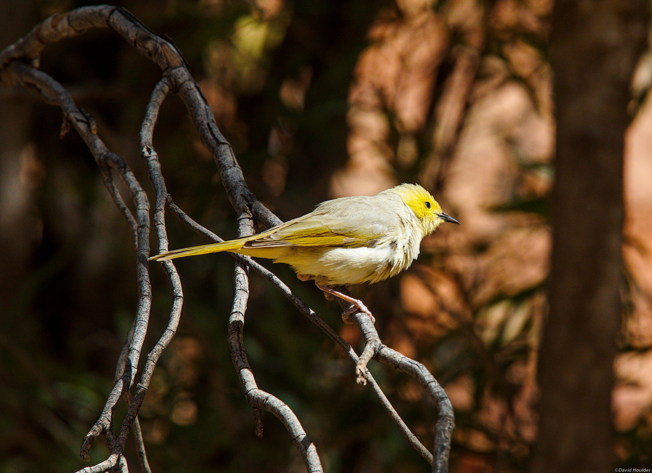 White-plumed Honeyeater