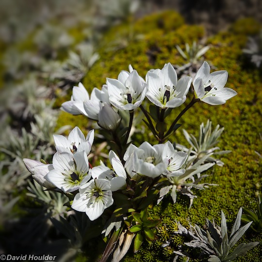 Wildflowers on Mt. Ossa Wildflowers on Mt. Ossa