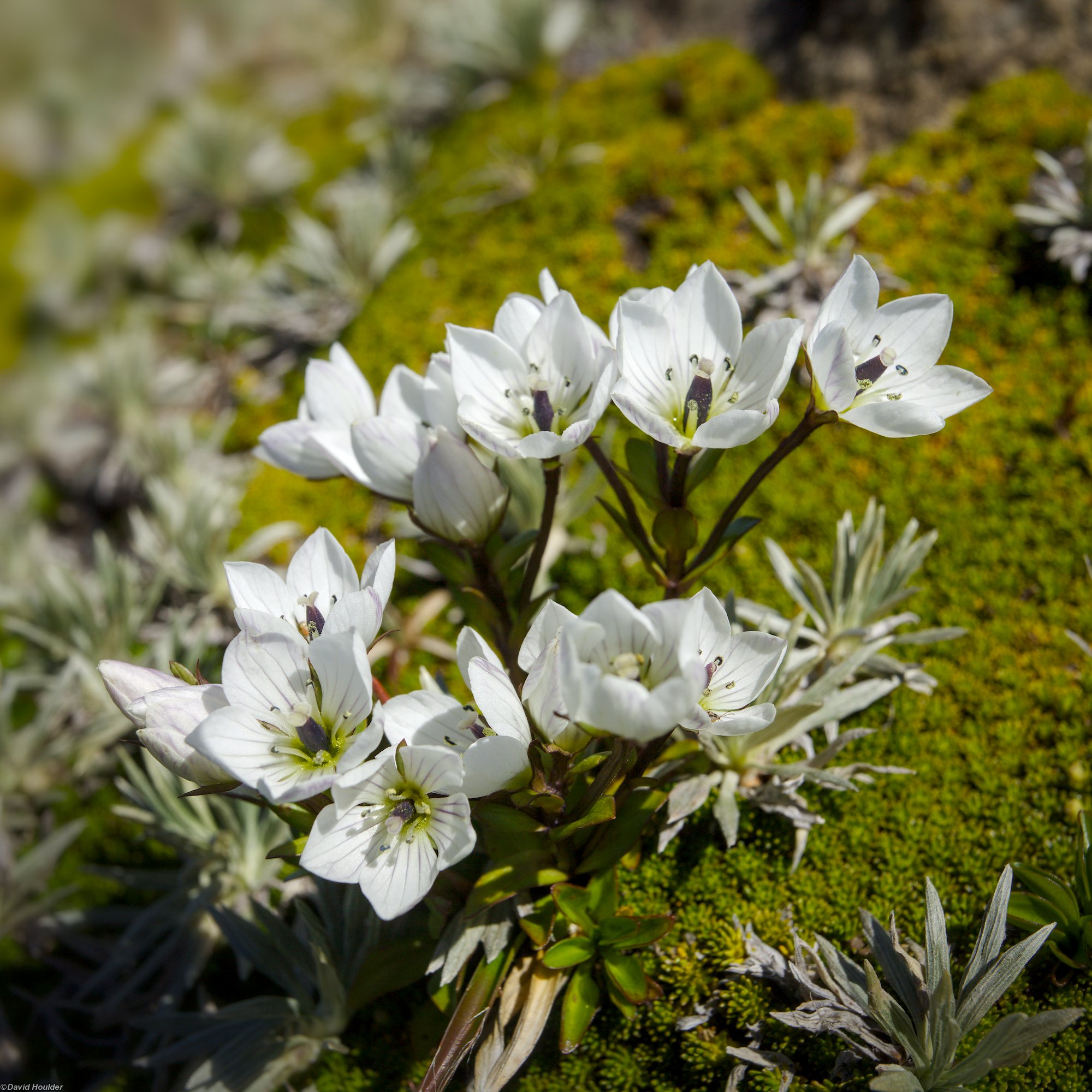Wildflowers on Mt. Ossa