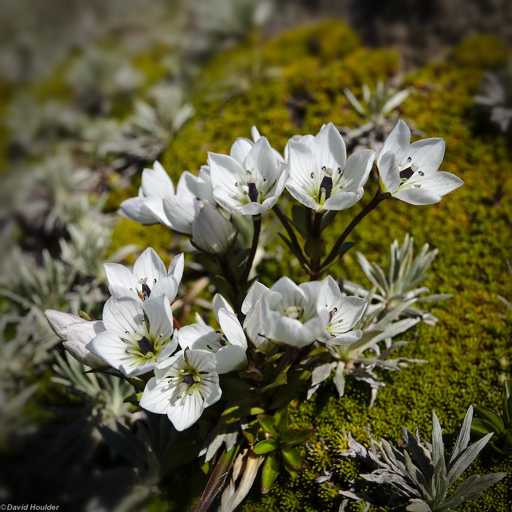 Wildflowers on Mt. Ossa