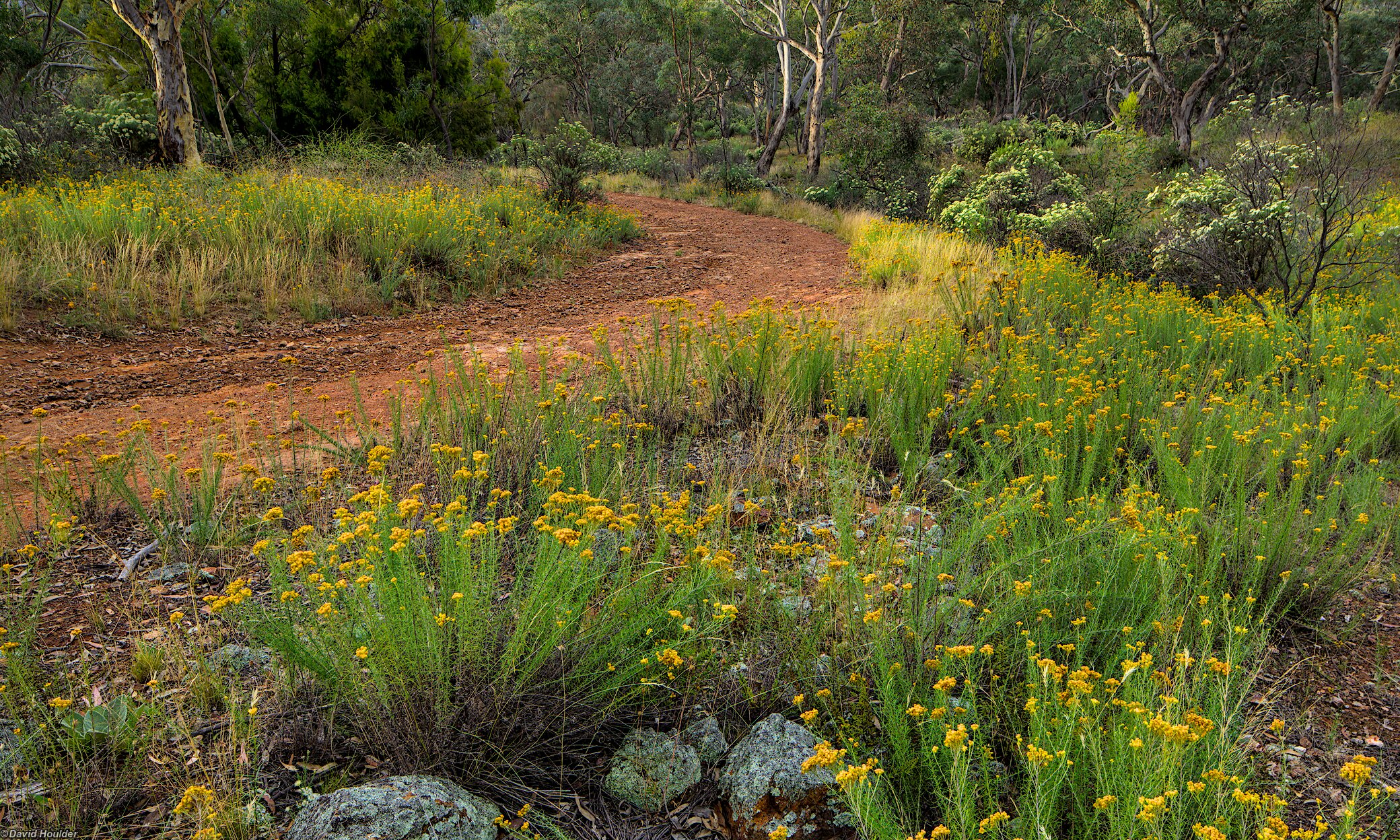 Curving gravel road on a slope with wildflowers in the foreground